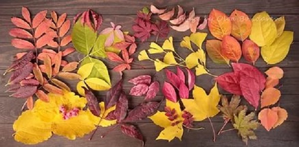 Поделки на праздники Картина из осенних листьев